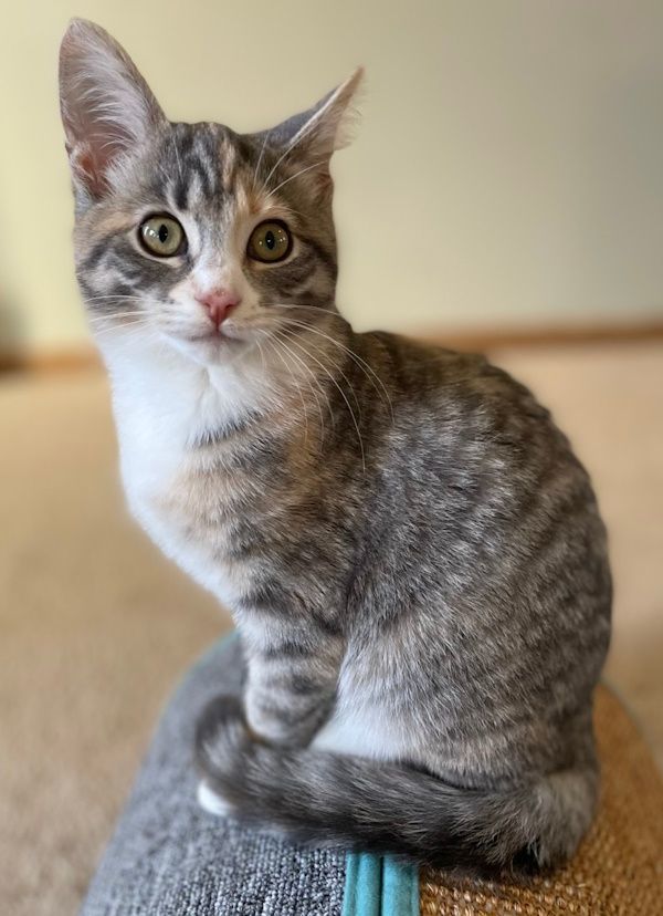 Cat for adoption - LAILA, a Domestic Short Hair in Marengo, IL | Petfinder