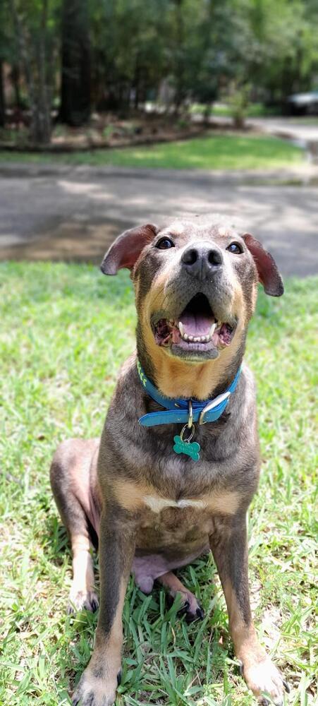 Zesty Zeke, an adoptable Shar-Pei in Brewster , NY, 10509 | Photo Image 3