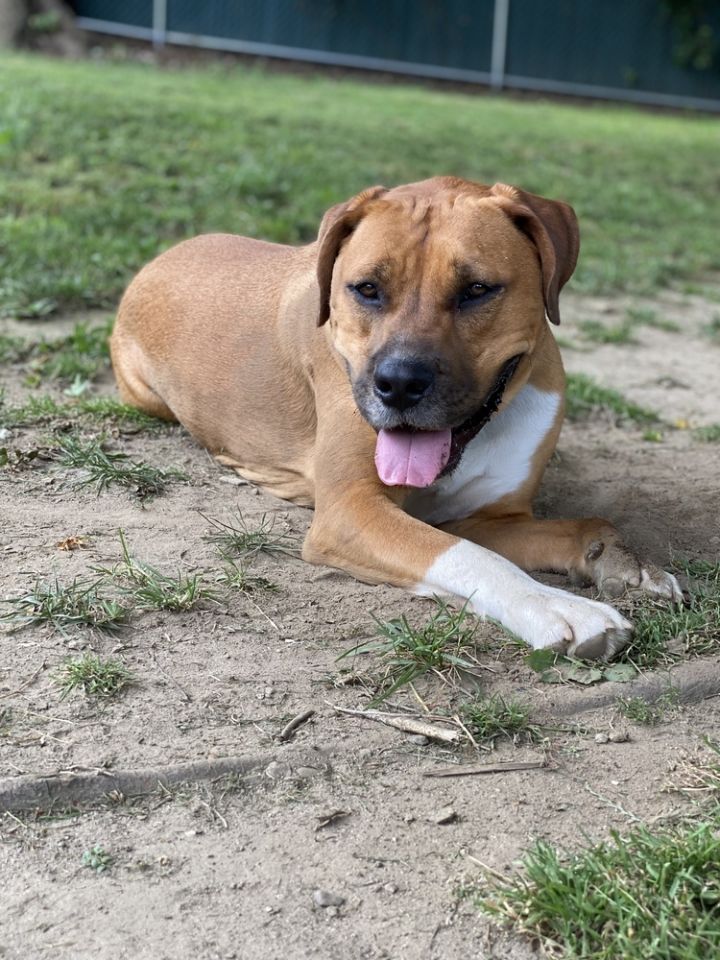 Rhodesian ridgeback hot sale terrier mix