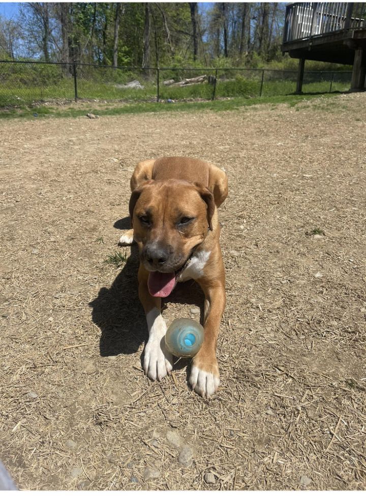 Rhodesian ridgeback bull terrier hot sale mix