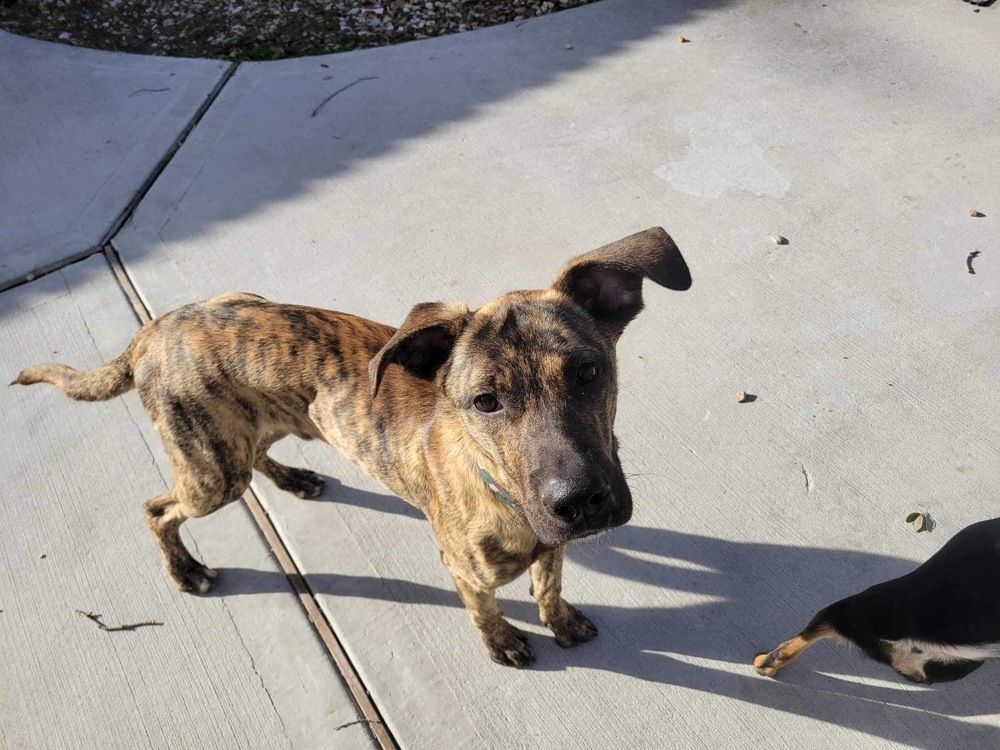 Boxer shepherd hot sale mix puppy