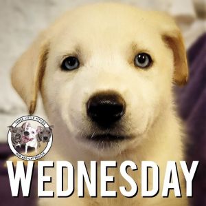 happy wednesday dog images