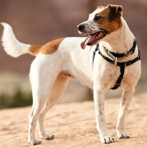 Marmee, an adoptable Mixed Breed in Moab, UT, 84532 | Photo Image 1