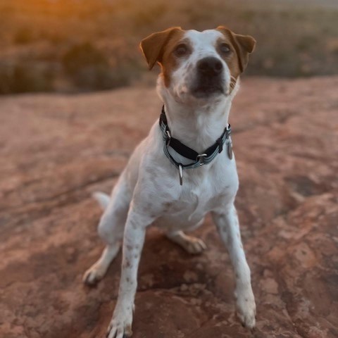 Marmee, an adoptable Mixed Breed in Moab, UT, 84532 | Photo Image 2