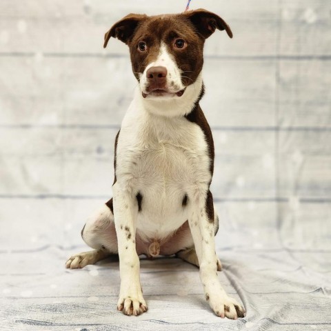 Reiner, an adoptable Terrier Mix in Montgomery, AL_image-1