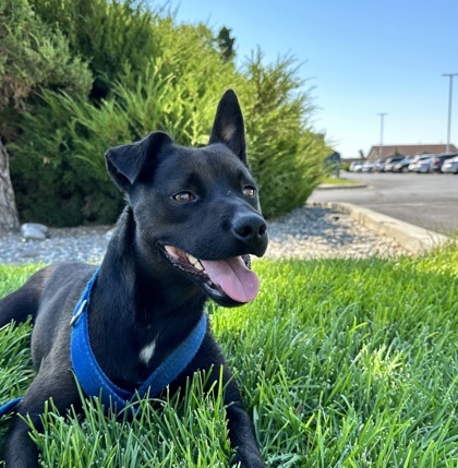 Happy, an adoptable Pit Bull Terrier, Mixed Breed in Moses Lake, WA, 98837 | Photo Image 1