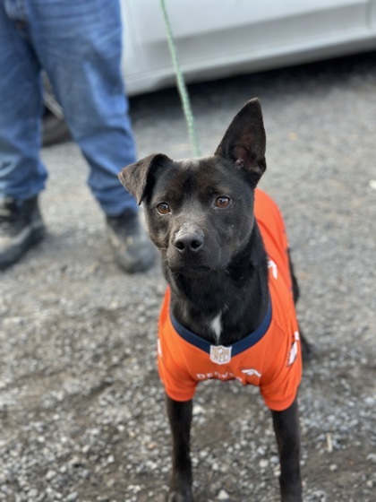 Happy, an adoptable Pit Bull Terrier, Mixed Breed in Moses Lake, WA, 98837 | Photo Image 2