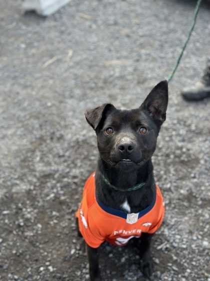 Happy, an adoptable Pit Bull Terrier, Mixed Breed in Moses Lake, WA, 98837 | Photo Image 3