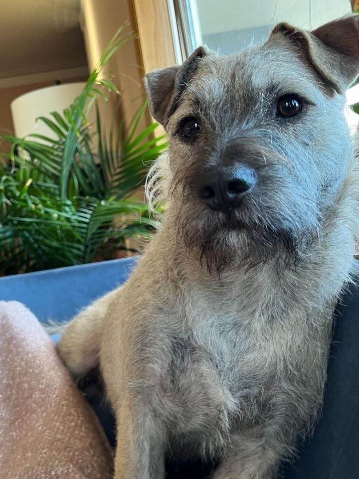 Schnauzer best sale cross staffy