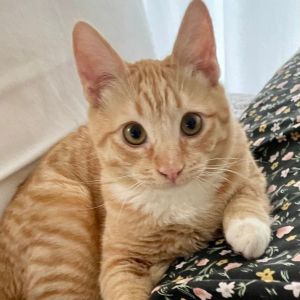 Courtesy post for rescue partner Colby is a playful affectionate 3 month old kitten who loves other