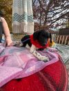 Birdie( 13 lbs) 