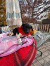 Birdie( 13 lbs) 