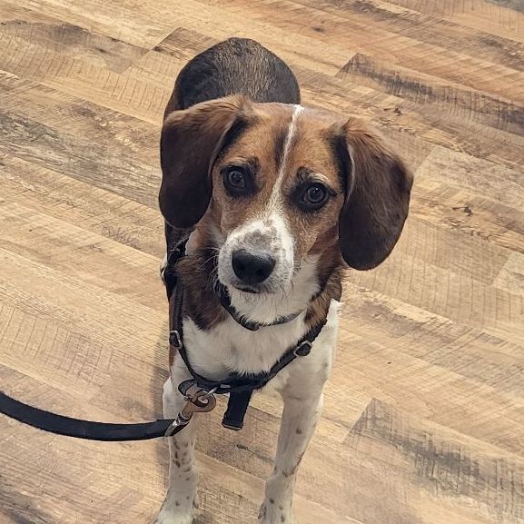 Dog for adoption Deacon, a Beagle in Youngstown, OH Petfinder