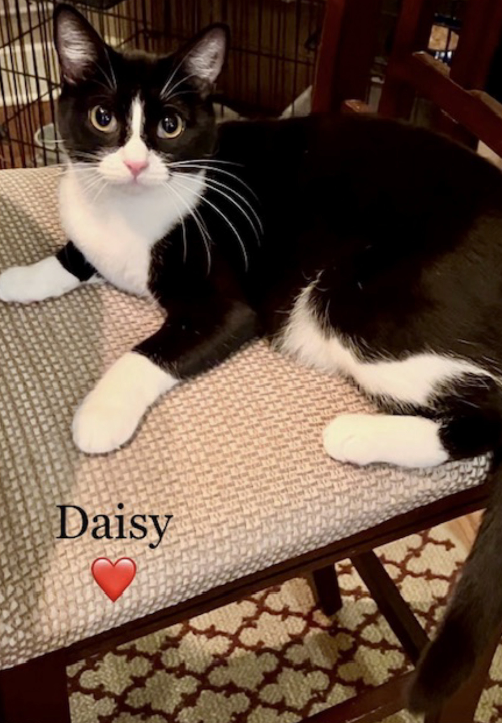 Daisy Courtesy Post detail page