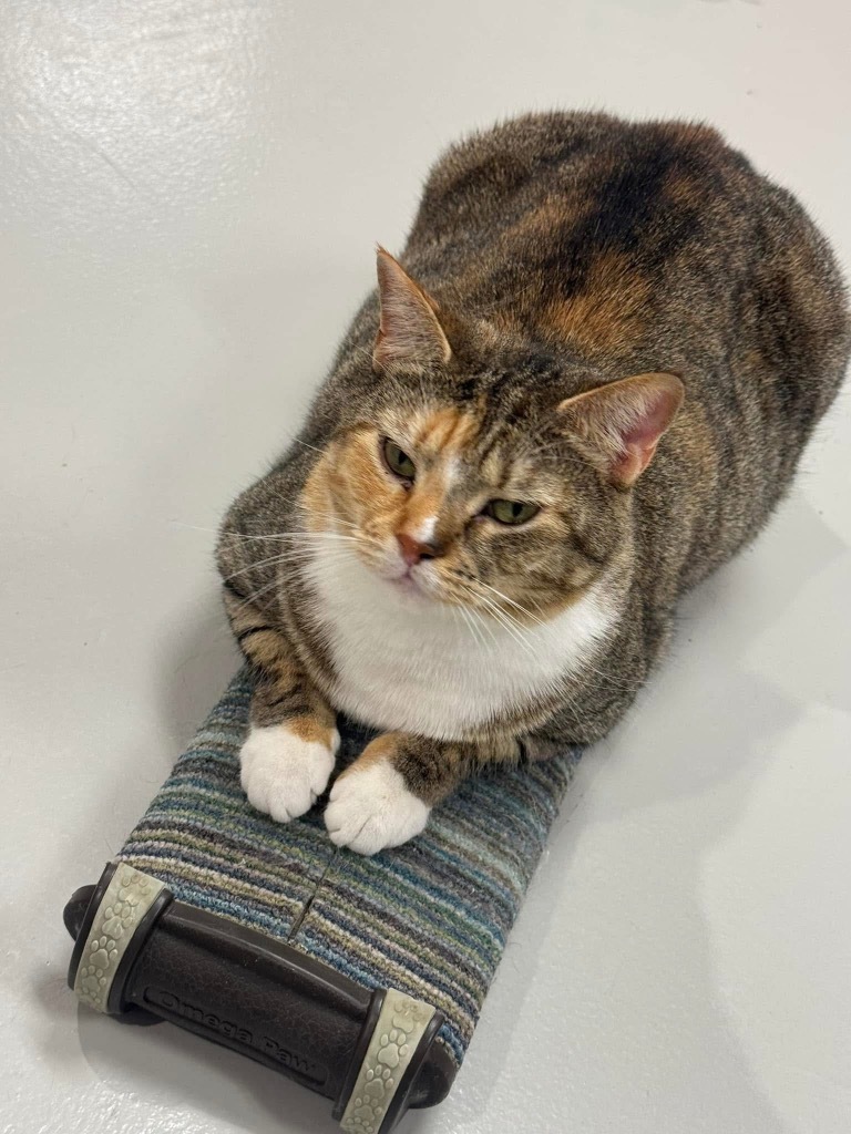 Cayenne