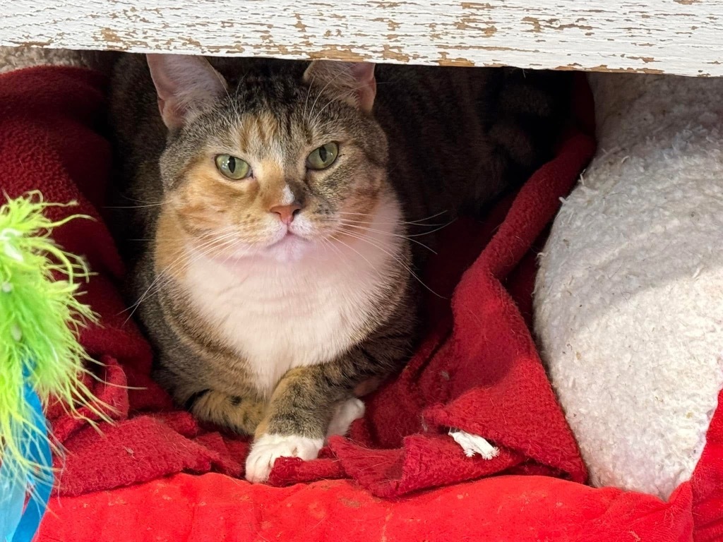 Cayenne