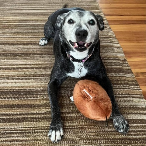 Angel, an adoptable Mixed Breed, Labrador Retriever in Raleigh, NC, 27604 | Photo Image 1