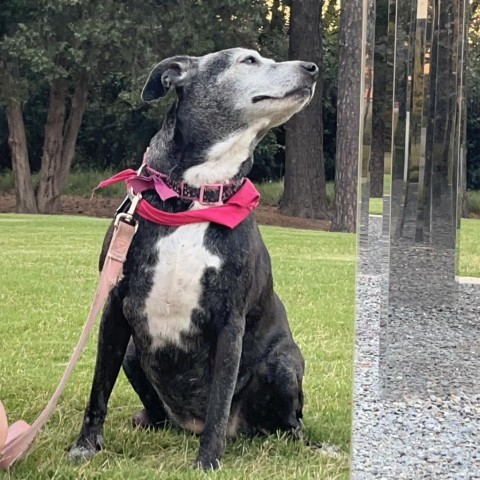 Angel, an adoptable Mixed Breed, Labrador Retriever in Raleigh, NC, 27604 | Photo Image 2