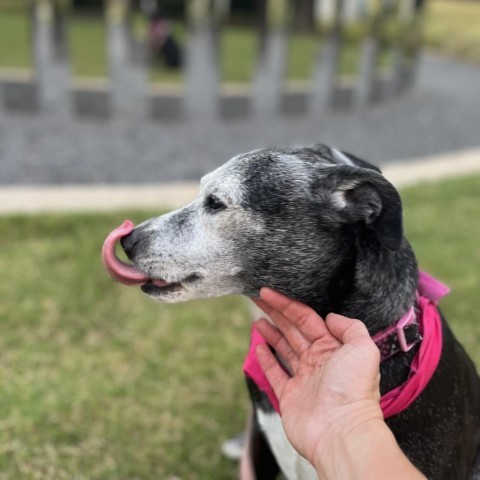 Angel, an adoptable Mixed Breed, Labrador Retriever in Raleigh, NC, 27604 | Photo Image 3