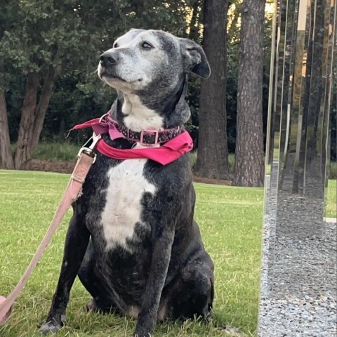 Angel, an adoptable Mixed Breed, Labrador Retriever in Raleigh, NC, 27604 | Photo Image 4