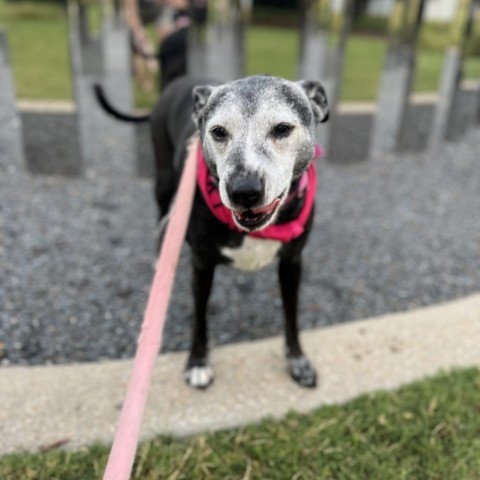 Angel, an adoptable Mixed Breed, Labrador Retriever in Raleigh, NC, 27604 | Photo Image 6