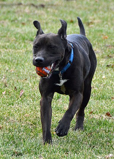 Drixel AKA Moose, an adoptable Black Labrador Retriever Mix in Lacon, IL_image-5