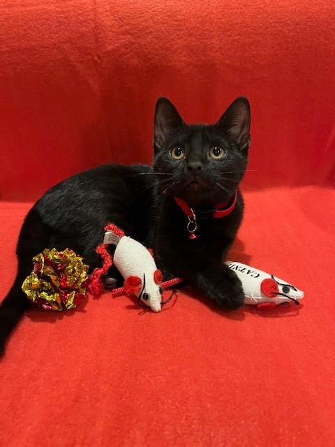 Enchanted, an adoptable Domestic Short Hair in Boerne, TX, 78006 | Photo Image 4