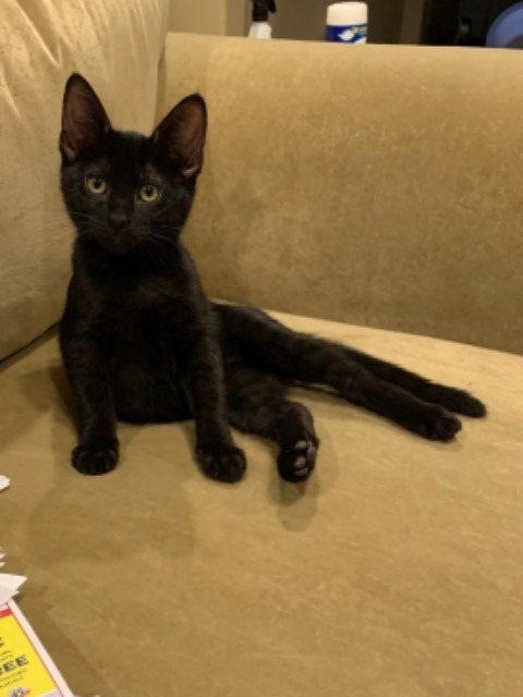 Charmed, an adoptable Domestic Short Hair in Boerne, TX, 78006 | Photo Image 3