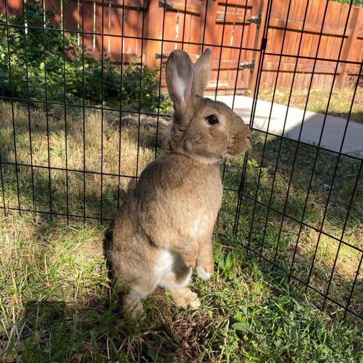 Cocoa on sale puff rabbit