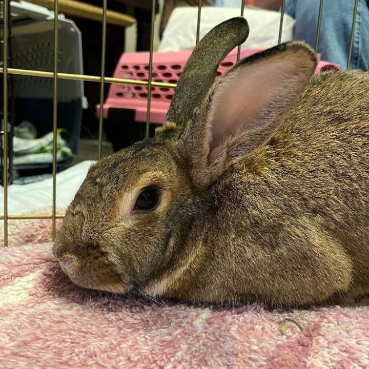 Cocoa puff clearance rabbit