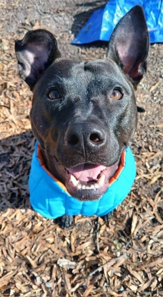Buddy, an adoptable Black Labrador Retriever in Holly Springs, NC, 27540 | Photo Image 1