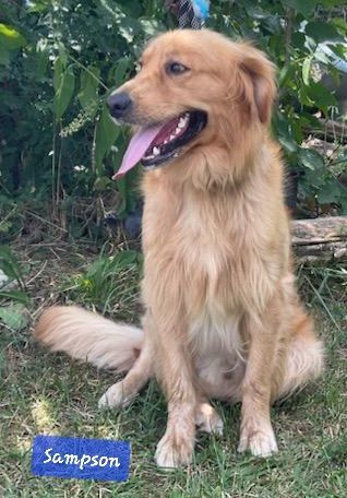 Petfinder golden sale retriever