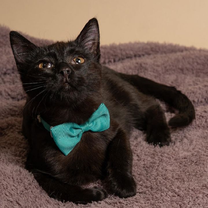 Acorn, an adopted Domestic Short Hair in Lemont, IL_image-1