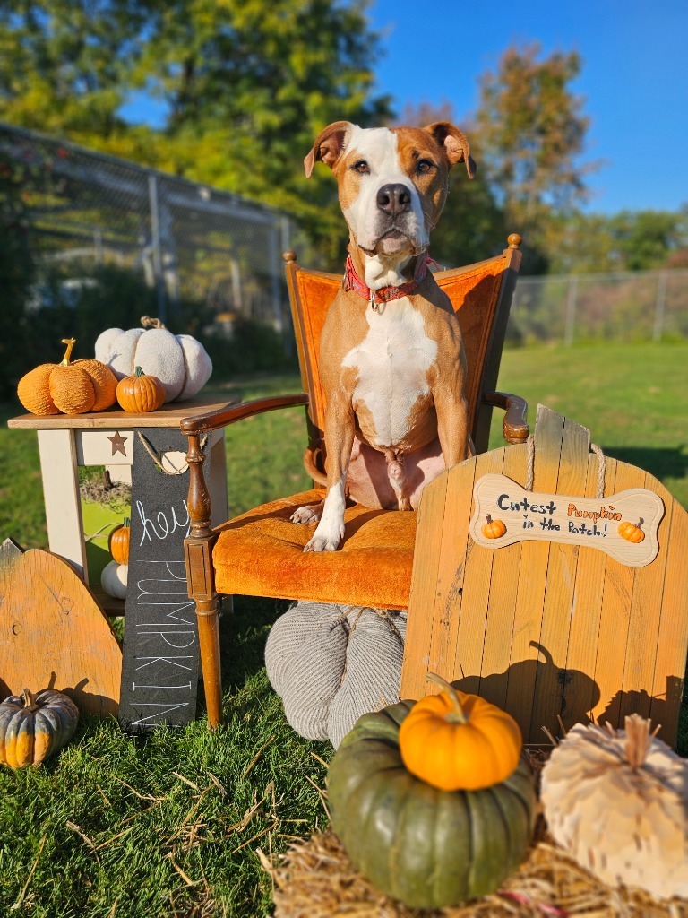 Ceasar, an adoptable Pit Bull Terrier, Mixed Breed in Sprakers, NY, 12166 | Photo Image 1