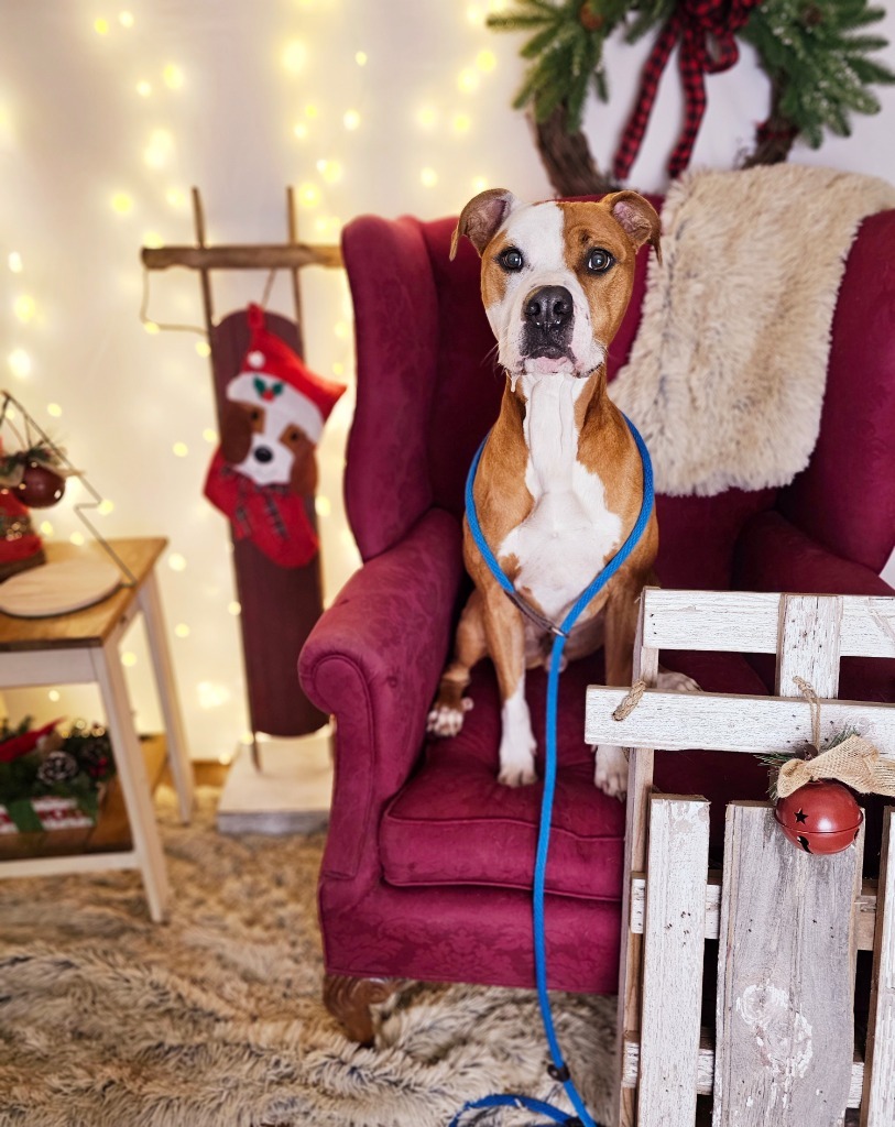 Ceasar, an adoptable Pit Bull Terrier, Mixed Breed in Sprakers, NY, 12166 | Photo Image 2