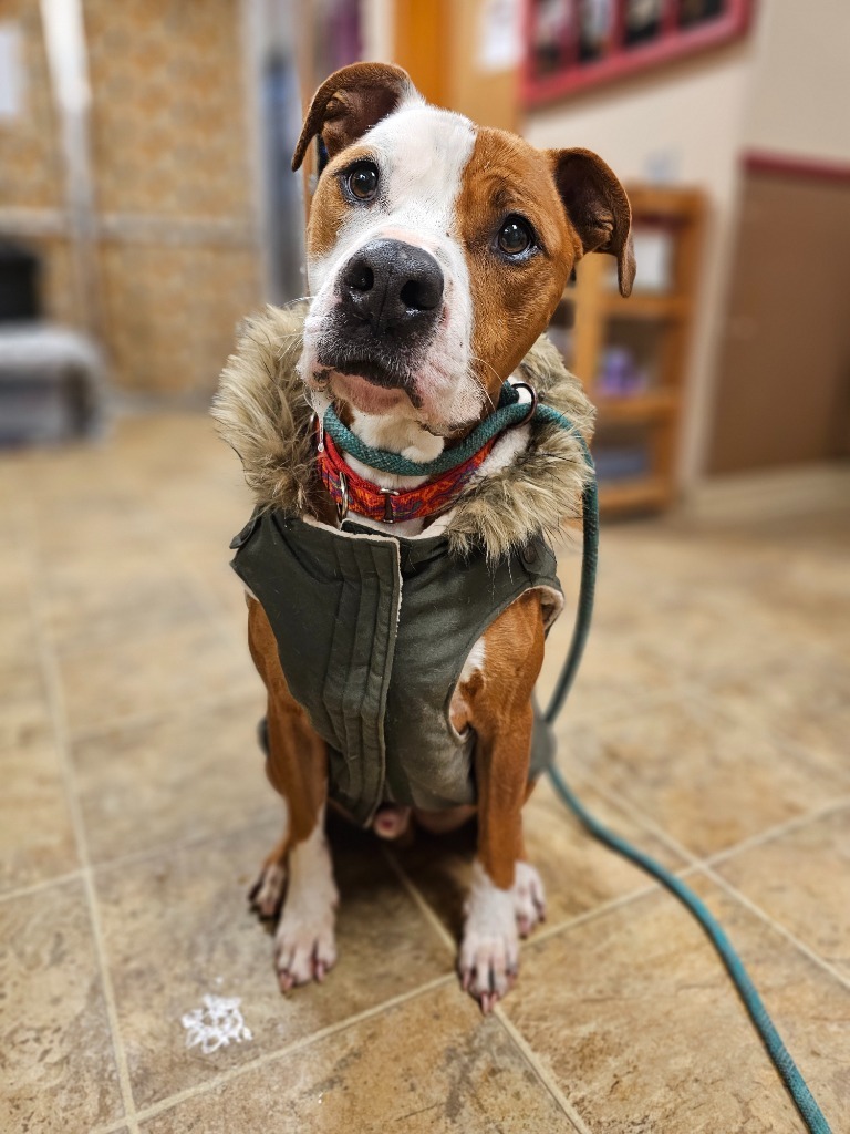 Ceasar, an adoptable Pit Bull Terrier, Mixed Breed in Sprakers, NY, 12166 | Photo Image 3