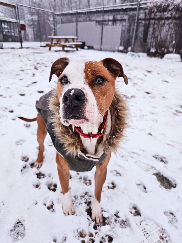 Ceasar, an adoptable Pit Bull Terrier, Mixed Breed in Sprakers, NY, 12166 | Photo Image 4