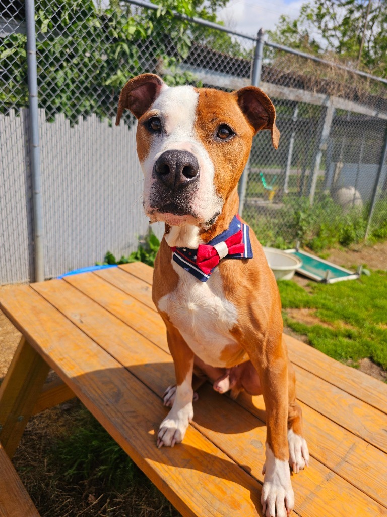 Ceasar, an adoptable Pit Bull Terrier, Mixed Breed in Sprakers, NY, 12166 | Photo Image 5