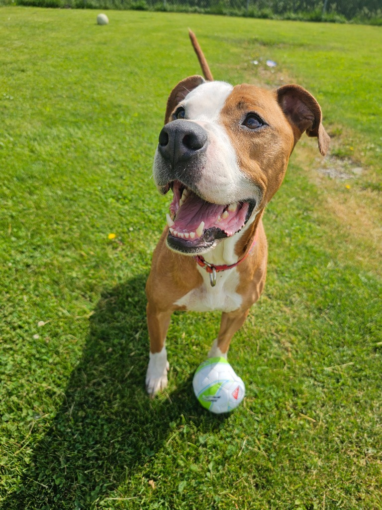 Ceasar, an adoptable Pit Bull Terrier, Mixed Breed in Sprakers, NY, 12166 | Photo Image 6