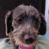 Elsie
