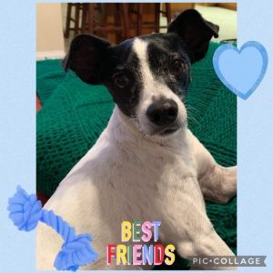 Ty is a 7 years old male rat terrier mix weighing about 15 lbs Hes energetic playful athletic an
