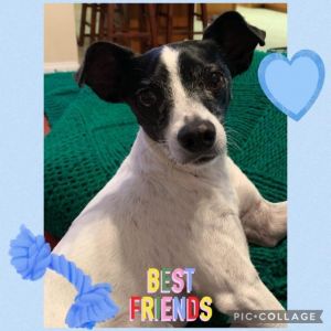 Tyreek Rat Terrier Dog