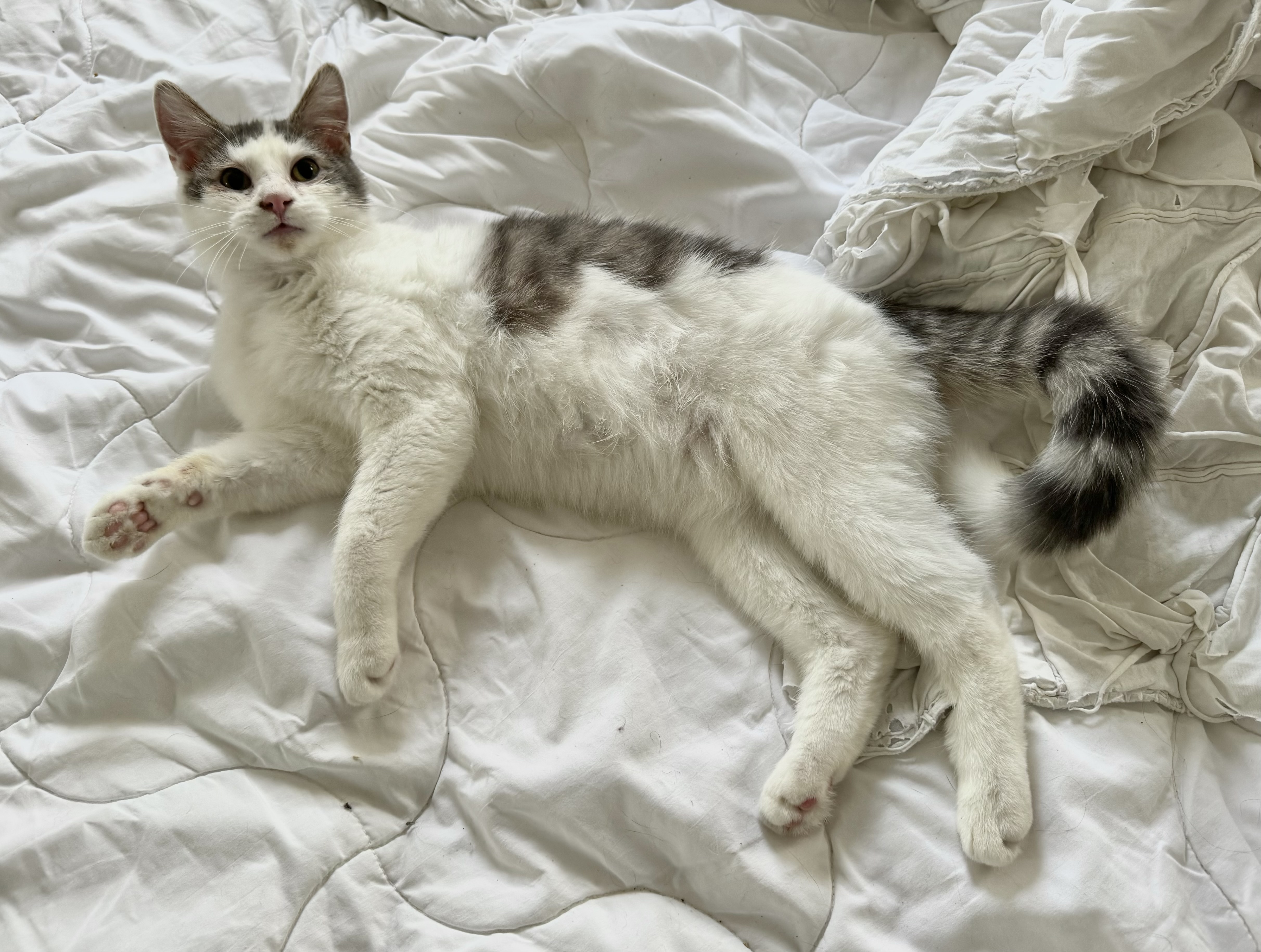 Sky, an adoptable Domestic Short Hair in Rochester, MN, 55903 | Photo Image 1