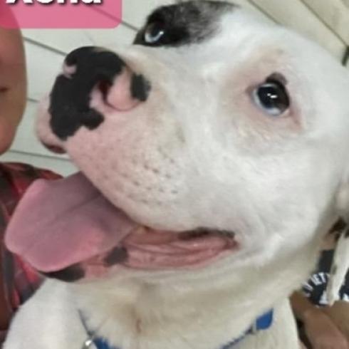 Xena, an adoptable Pit Bull Terrier in Kittanning, PA, 16201 | Photo Image 2