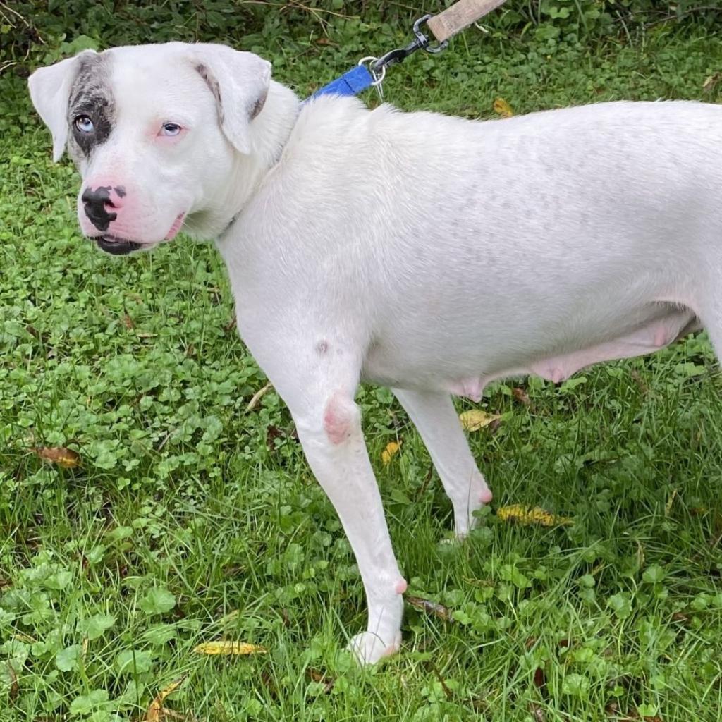 Xena, an adoptable Pit Bull Terrier in Kittanning, PA, 16201 | Photo Image 6