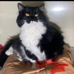 Buffy, Adult Female Domestic Long Hair