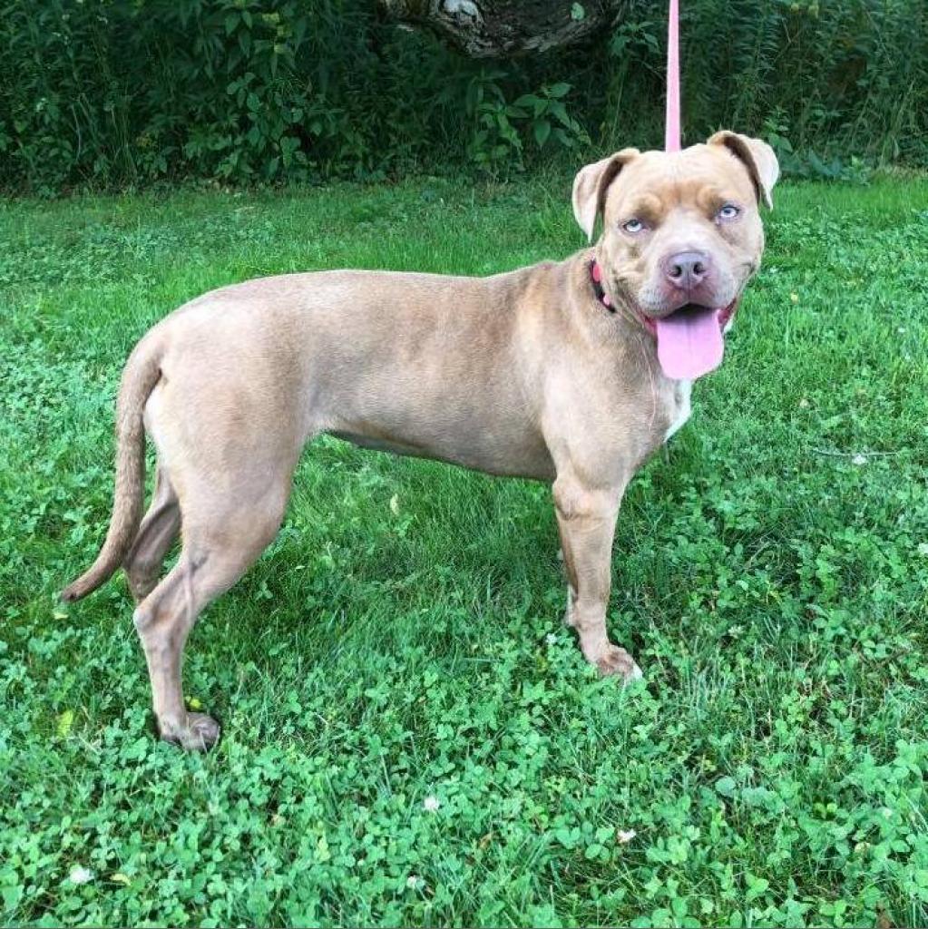 Cinnamon, an adoptable Pit Bull Terrier in Kittanning, PA, 16201 | Photo Image 5
