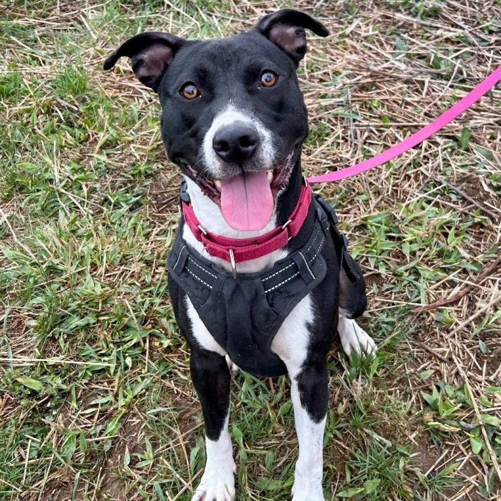 Spice, an adoptable Pit Bull Terrier in Kittanning, PA, 16201 | Photo Image 1