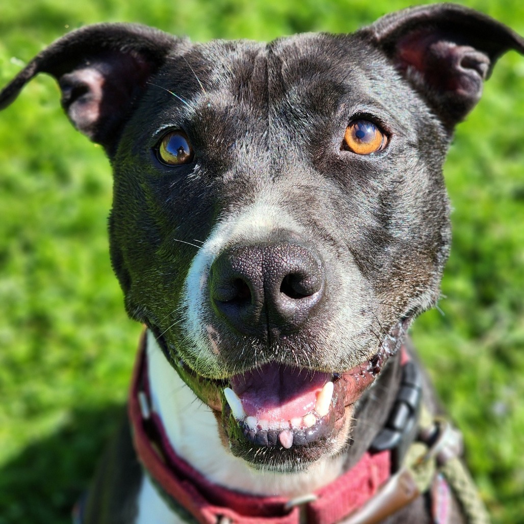 Spice, an adoptable Pit Bull Terrier in Kittanning, PA, 16201 | Photo Image 6
