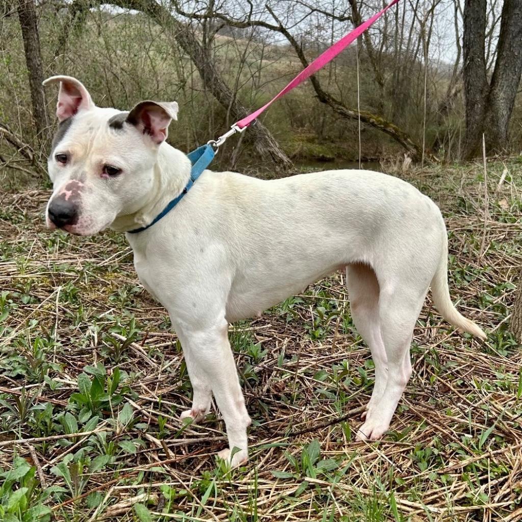 April, an adoptable Pit Bull Terrier in Kittanning, PA, 16201 | Photo Image 4
